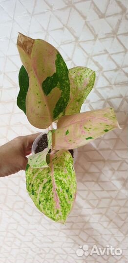 Аглаонемы тайские