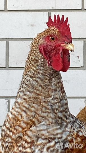 Молодые петухи