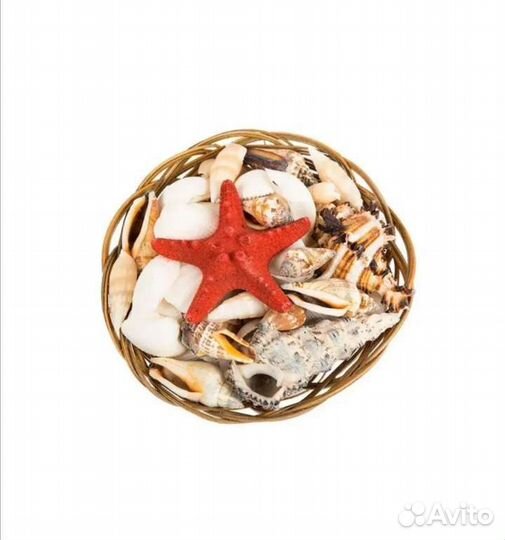 Новый набор больших ракушек