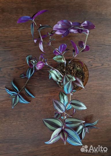 Традесканция