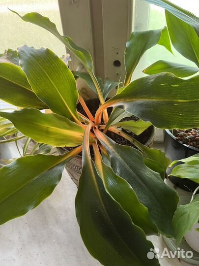 Хлорофитум грин оранж