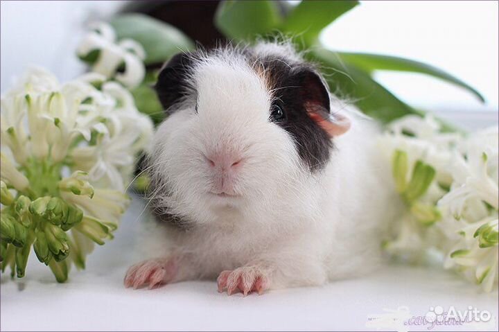 Морские свинки альпака, шелти, тедди, перуанская