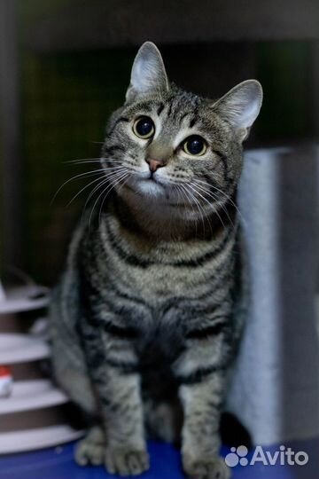 Котик Васелек
