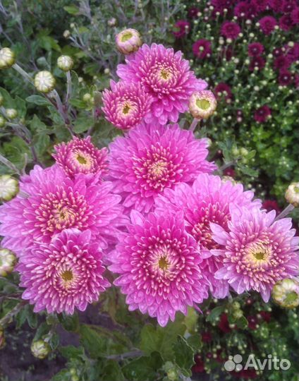 Хризантема саженцы