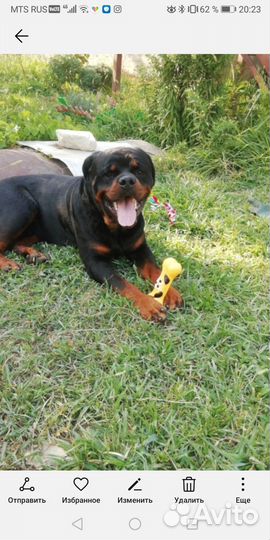 Вязка кобеля