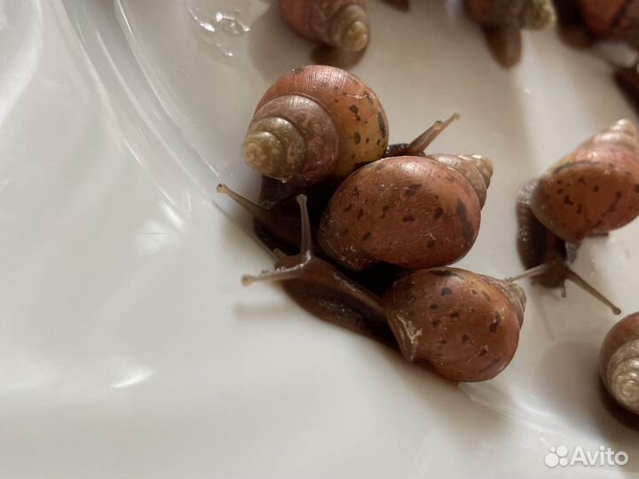 Улитки ахатины