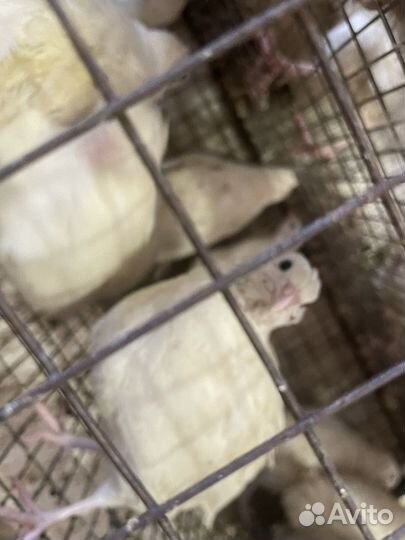 Техаские перепела