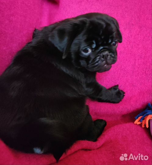 Щенки мопса