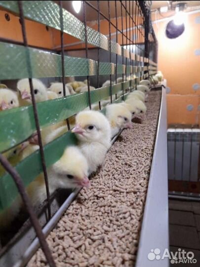 Продам цыплят