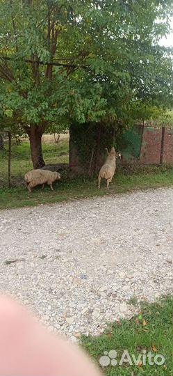 Овцы бараны