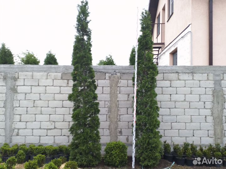 Туя колумна 3.2м