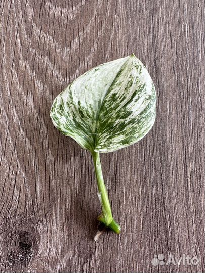 Сциндапсус Мунлайт минт вар