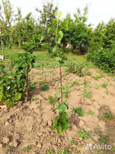 Саженцы клубники и плодовых