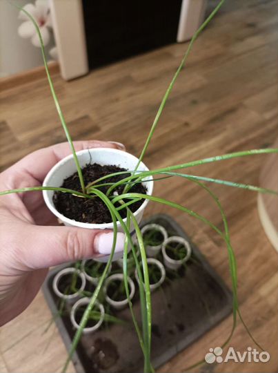 Зефирантес (выскочка)