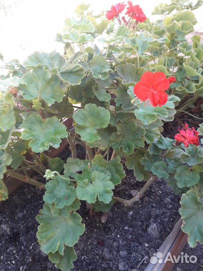 Комнатные цветы