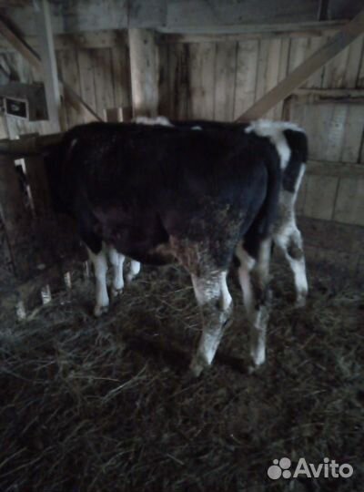 Бычки и телка