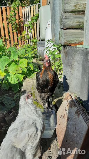 Петушок черно медный маран продам