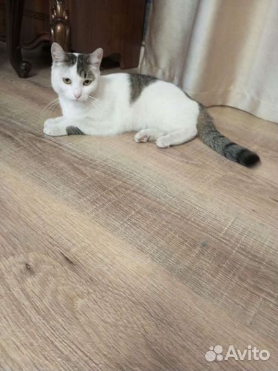 Кошка в дар бесплатно