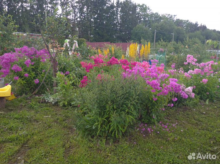 Флоксы многолетние