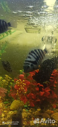 Рыба цихлиды