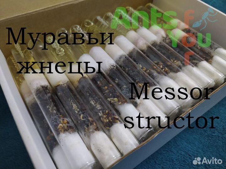 Муравьи жнецы барбарусы и другие виды
