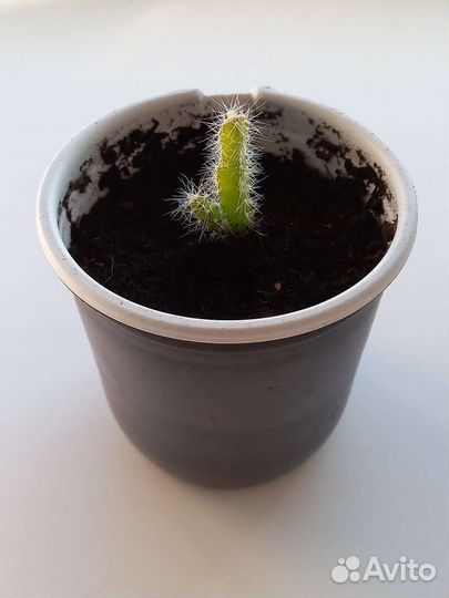 Растение Питахайя, (драгонфрут)