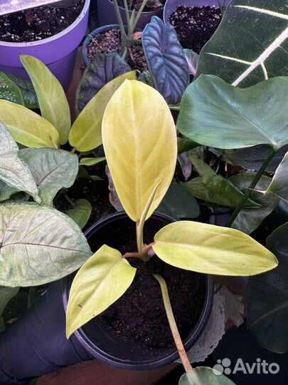 Цветы комнатные