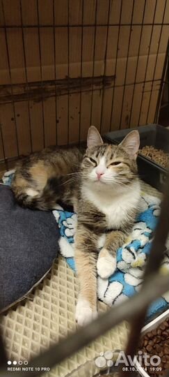 Найдена кошечка, СПб, Невский р-он, Тельмана 43