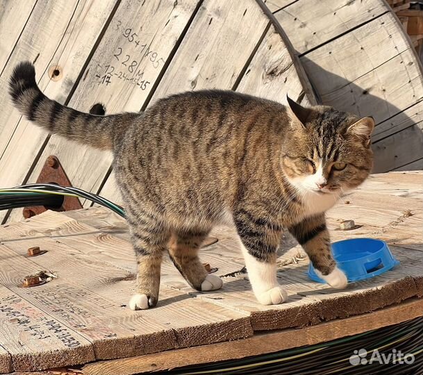 Особенная кошечка ищет дом