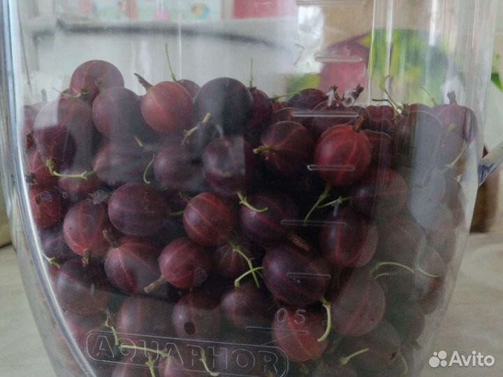 Крыжовник тёмный