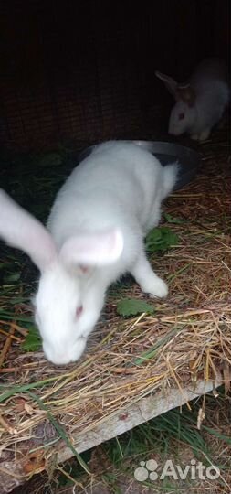Кролик белый Панон мальчики