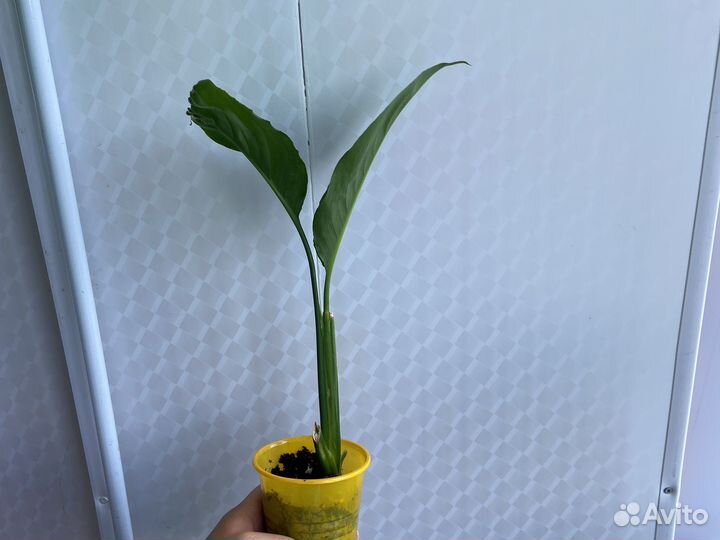 Спатифиллум