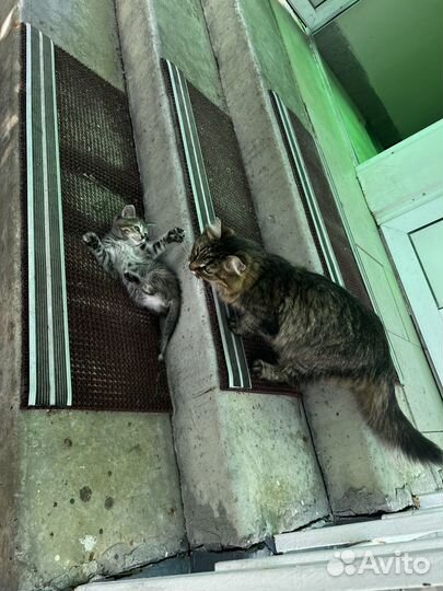 Котенок ищет дом