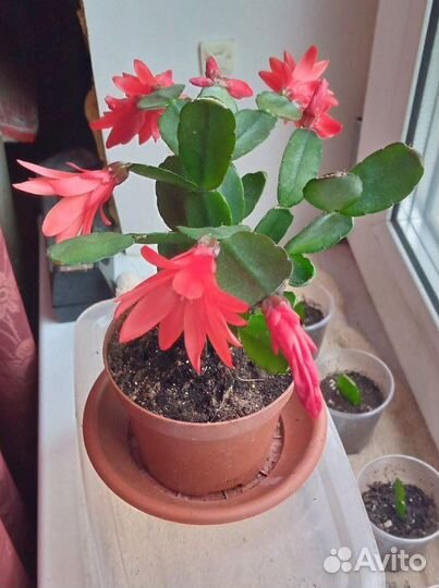 Рипсалидопсис, розовый, красный