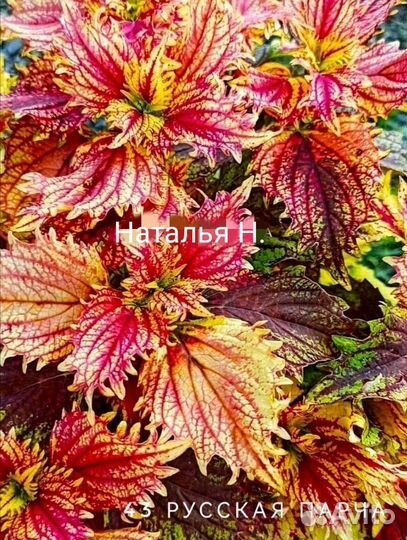 Колеусы вегетативные