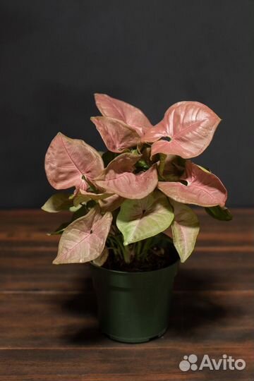 Syngonium Neon Pink (Сингониум Неон Пинк)