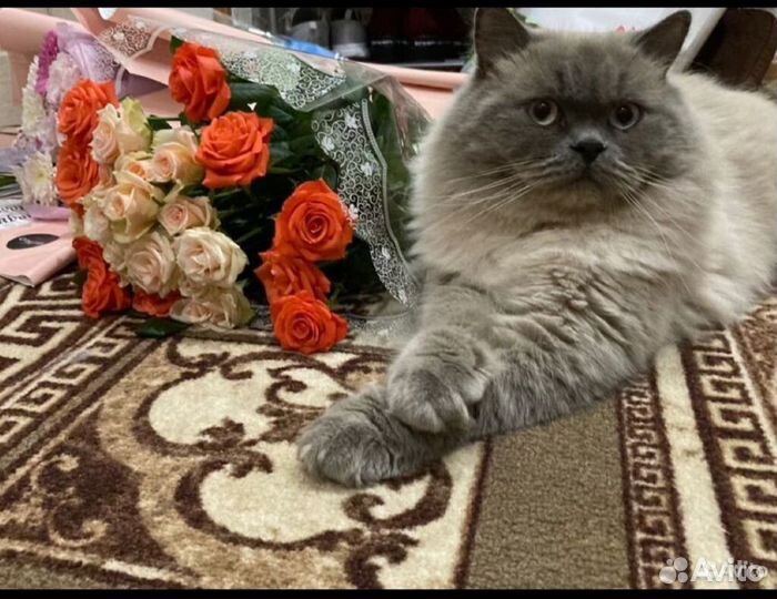 Британские котята
