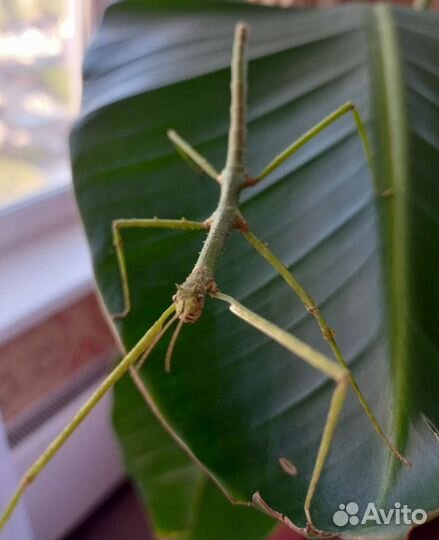 Аннамский палочник