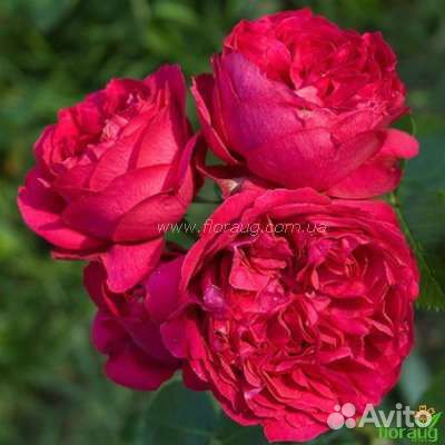 Роза красная плетистая рэд эден, 7 литров