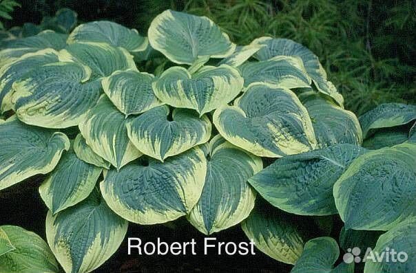 Хосты сортовые