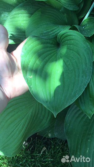 Саженцы хосты