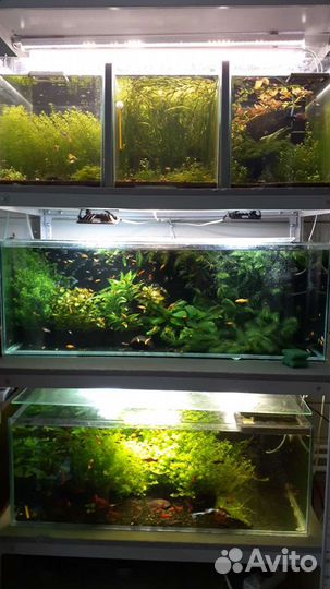 Аквариумные растения, рыбки