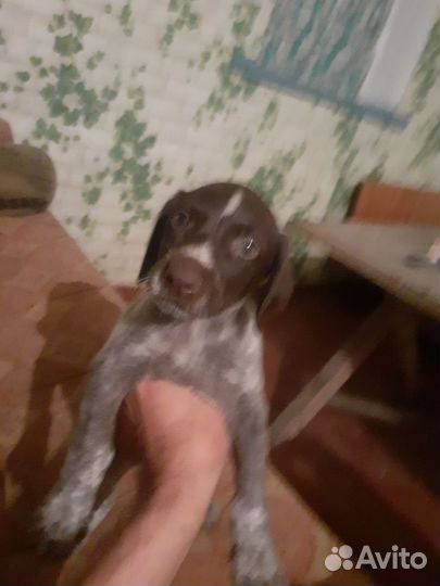 Шенок дратхаара