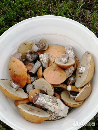 Грибы подосиновики