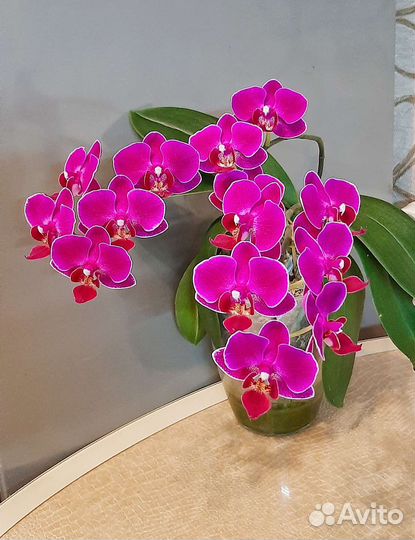 Орхидея фаленопсис
