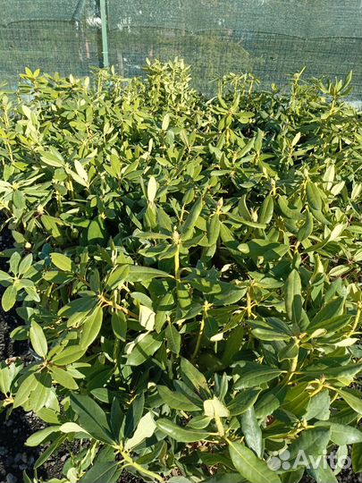 Рододендрон