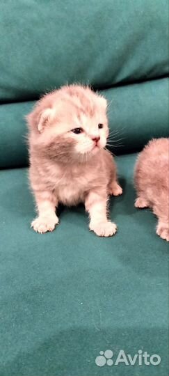 Шотландские котята