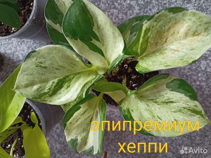 Черенки комнатных растений