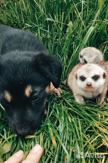 Щенята. Собака. Метисы