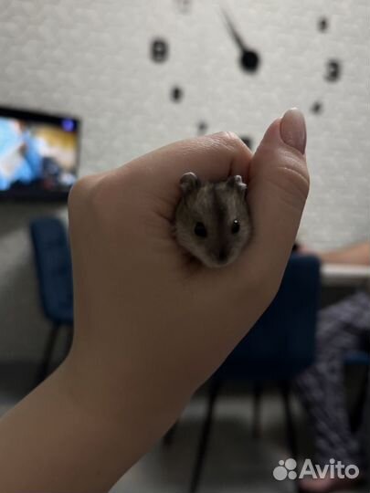 Джунгарский хомяк